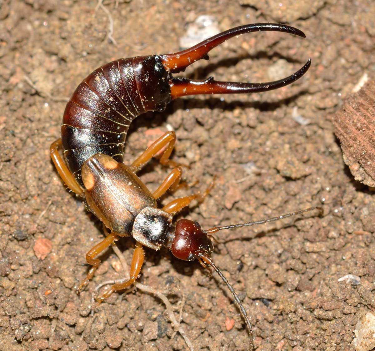 Forficula auricularia