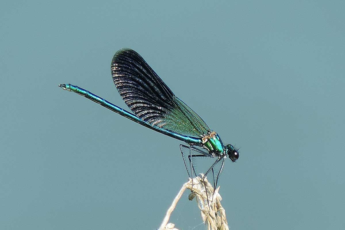 Calopteryx splendens?