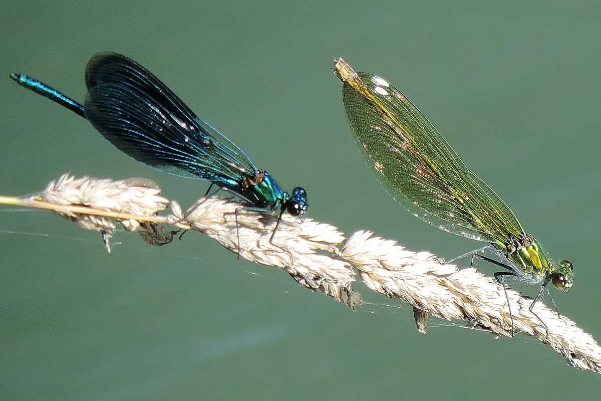 Calopteryx splendens?