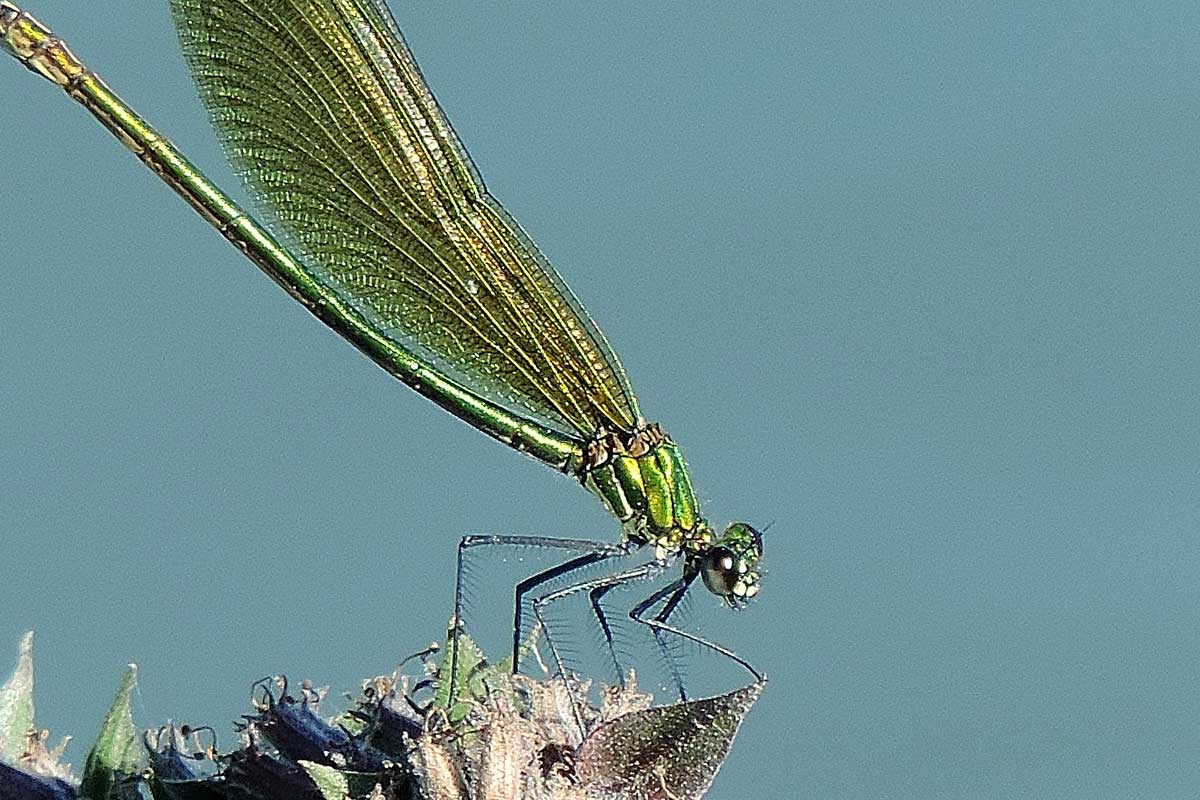 Calopteryx splendens?