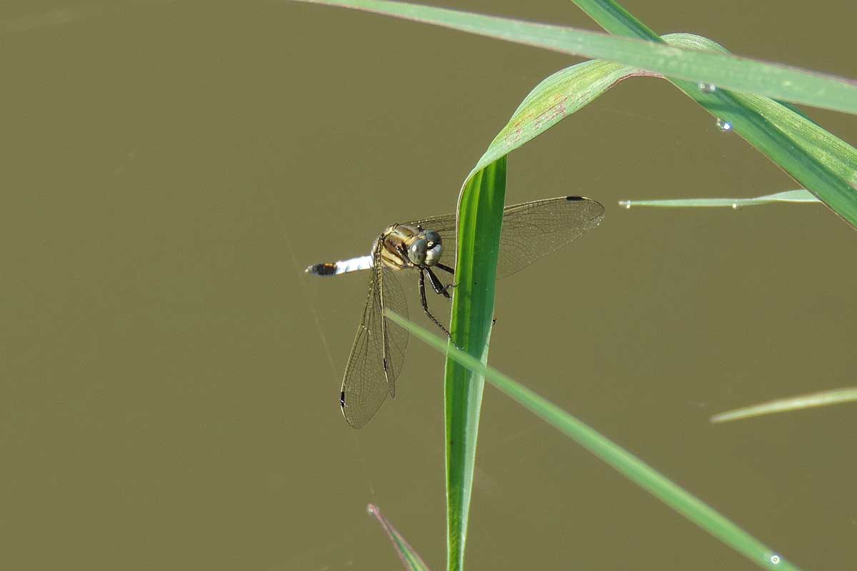 Libellula da identificare - Orthetrum albistylum