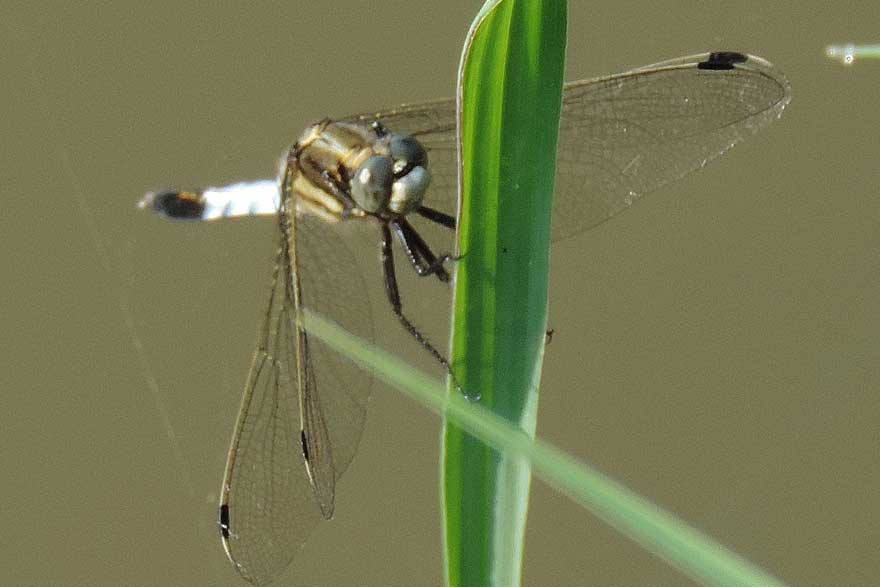 Libellula da identificare - Orthetrum albistylum