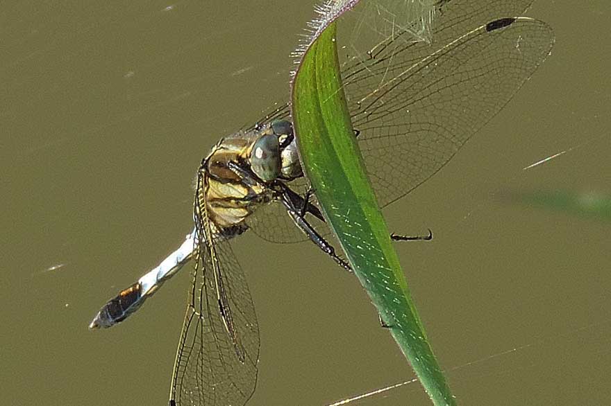 Libellula da identificare - Orthetrum albistylum