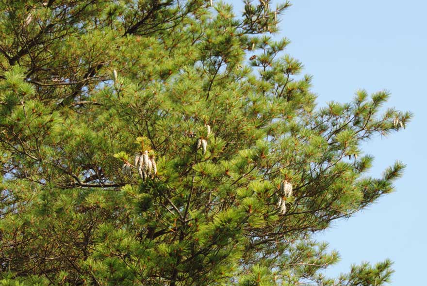 da identificare: Pinus strobus