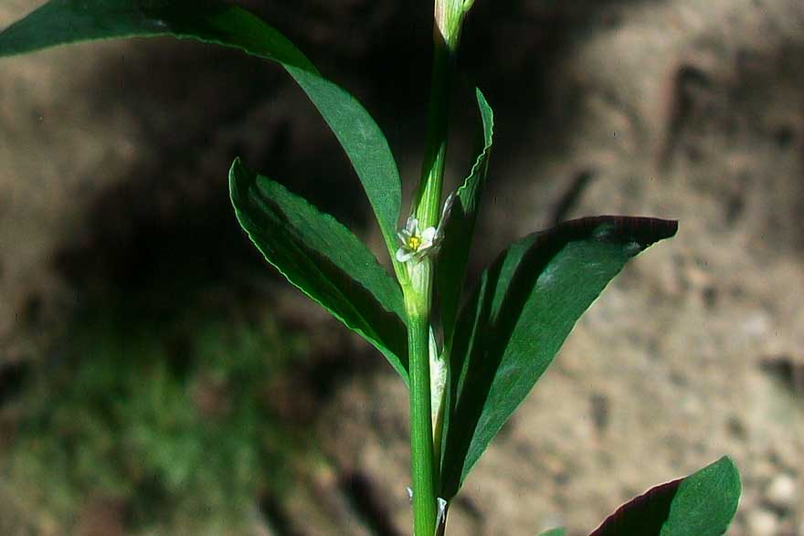Polygonum sp