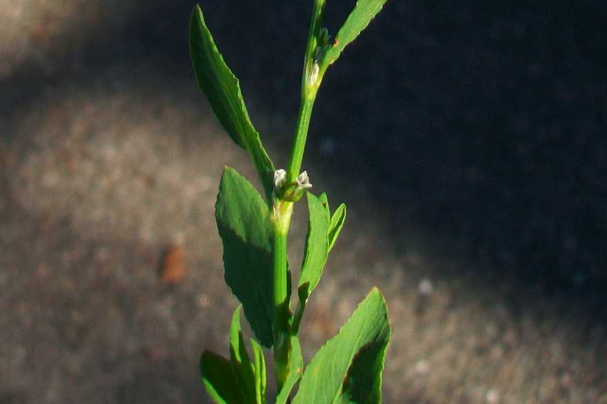 Polygonum sp
