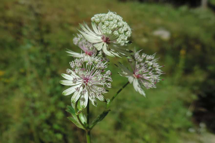 Astrantia major / Astranzia maggiore