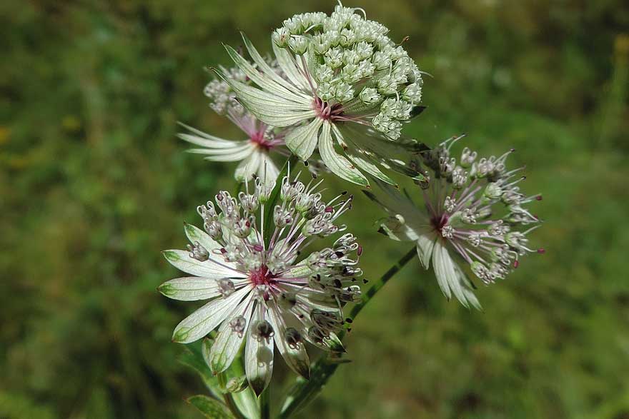 Astrantia major / Astranzia maggiore