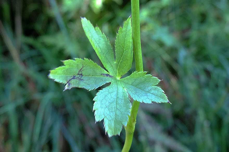 Astrantia major / Astranzia maggiore