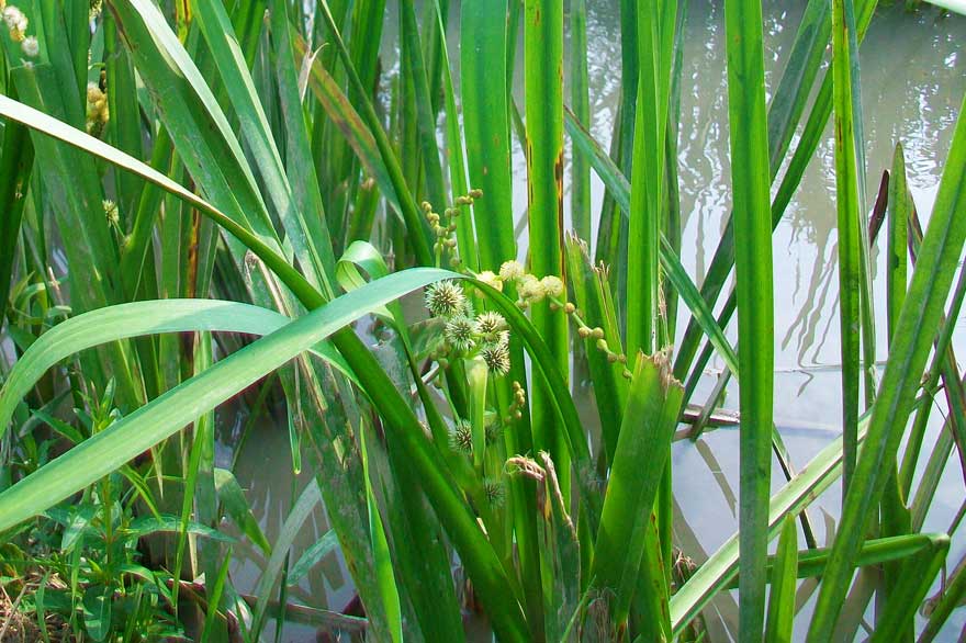 Sparganium erectum
