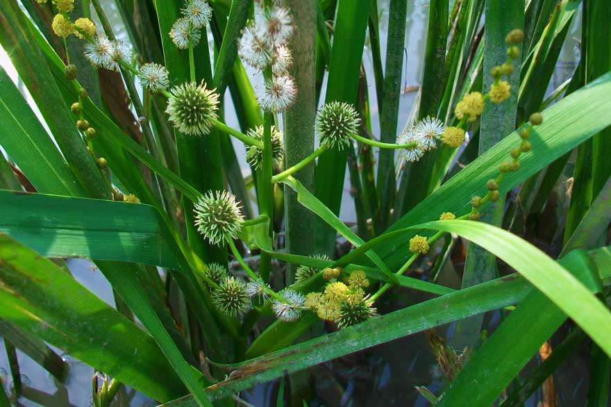 Sparganium erectum