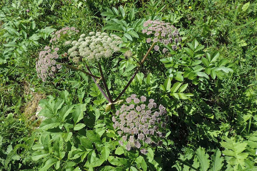 Angelica sylvestris / Angelica selvatica