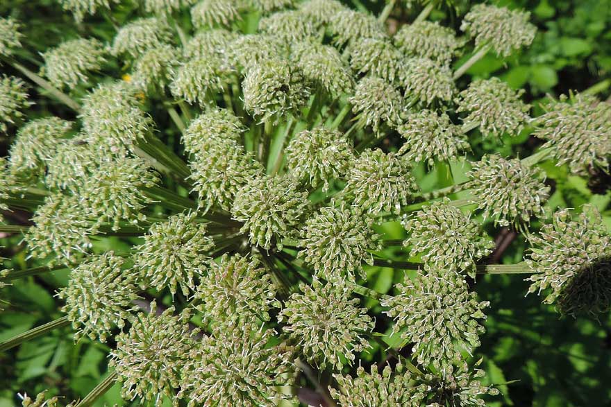 Angelica sylvestris / Angelica selvatica