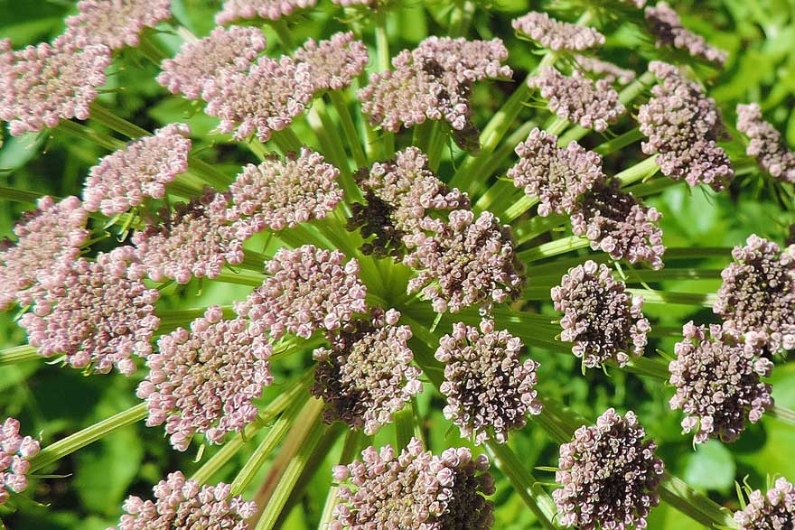 Angelica sylvestris / Angelica selvatica