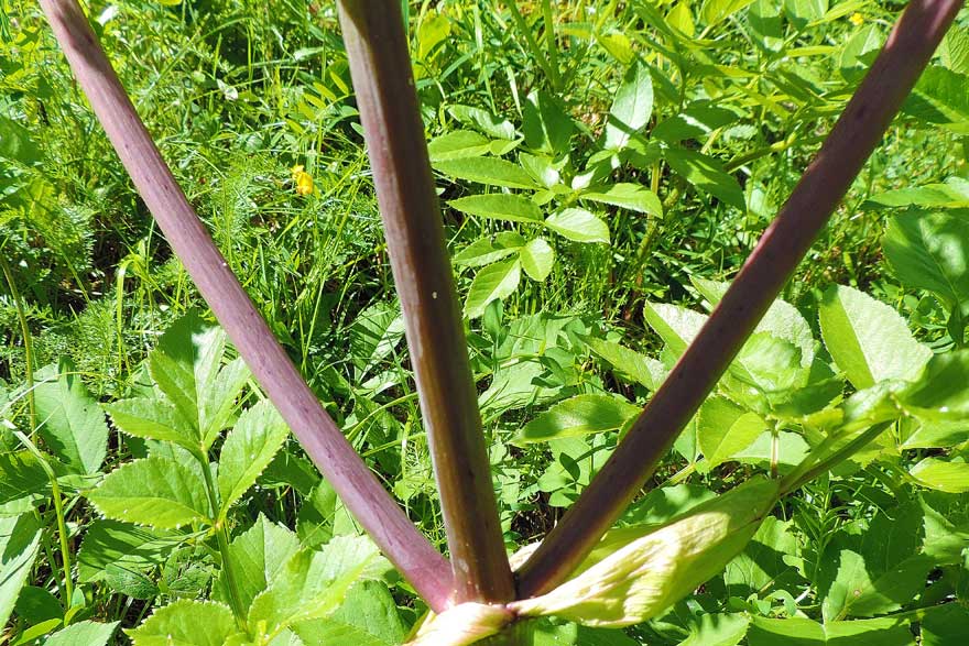 Angelica sylvestris / Angelica selvatica