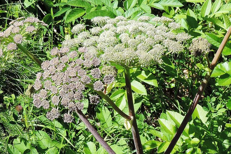 Angelica sylvestris / Angelica selvatica