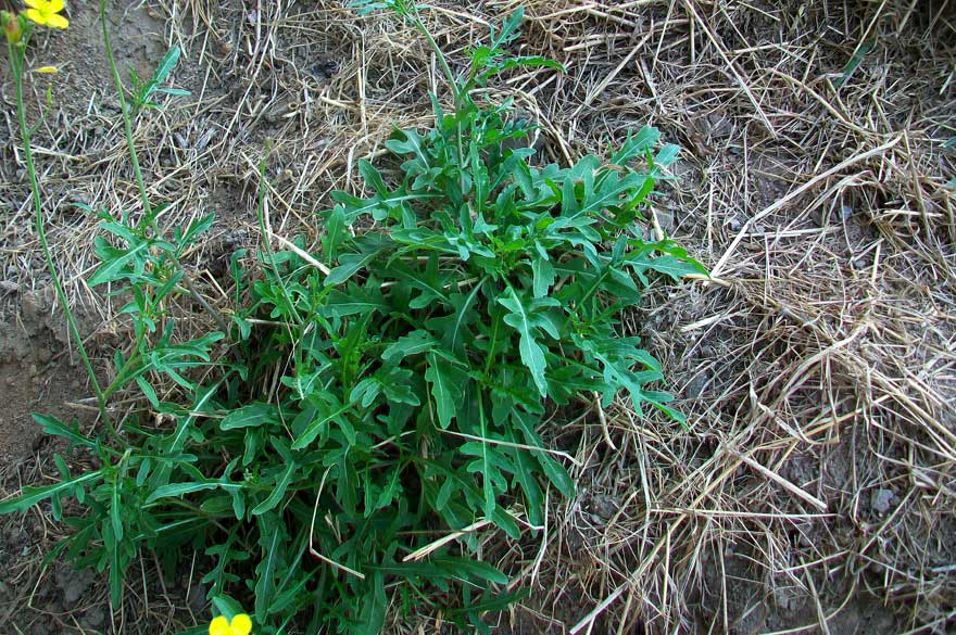 Diplotaxis tenuifolia / Ruchetta selvatica