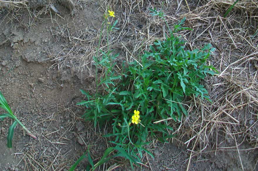 Diplotaxis tenuifolia / Ruchetta selvatica