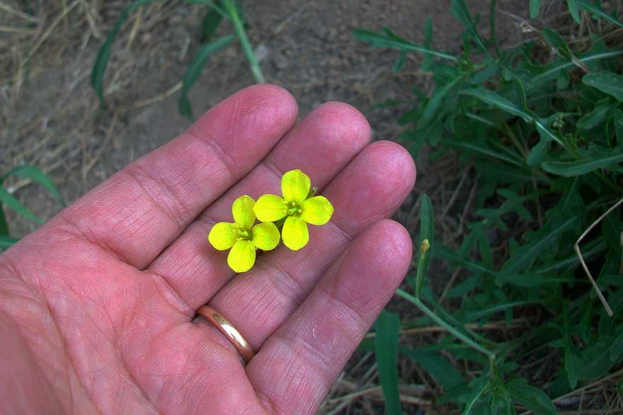 Diplotaxis tenuifolia / Ruchetta selvatica