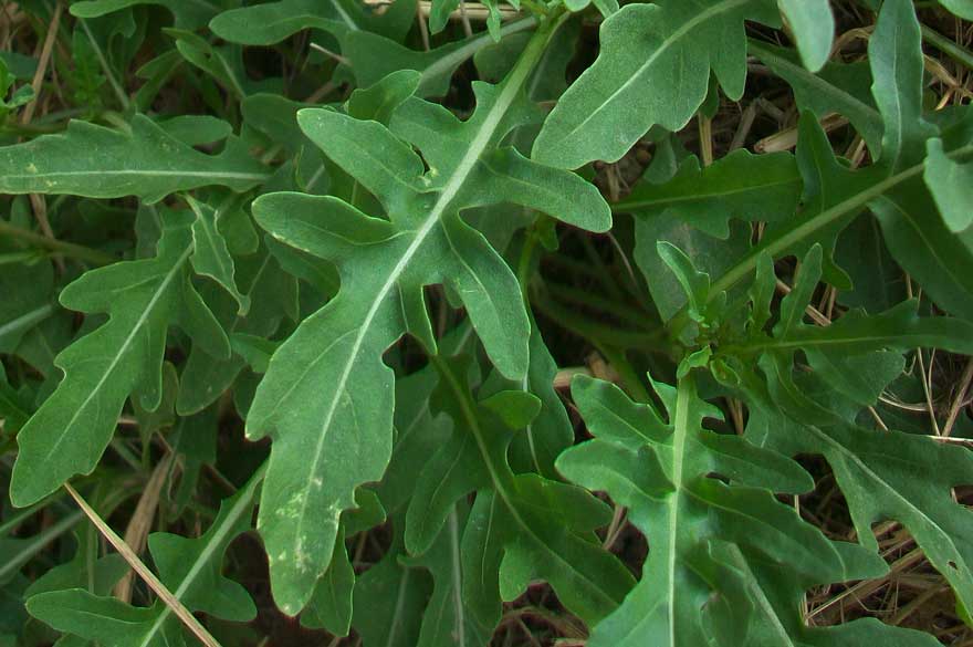 Diplotaxis tenuifolia / Ruchetta selvatica