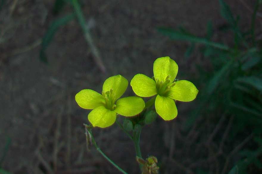 Diplotaxis tenuifolia / Ruchetta selvatica
