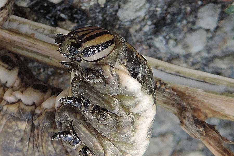 Spettacolare