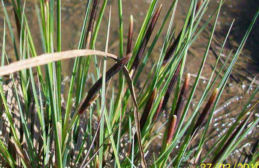 Pianta acquatica - Carex sp.
