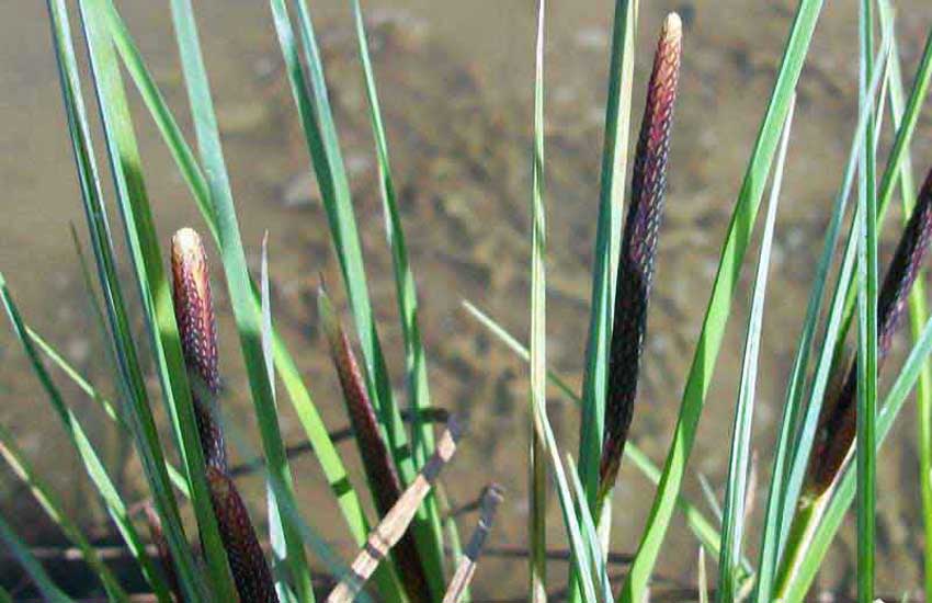 Pianta acquatica - Carex sp.
