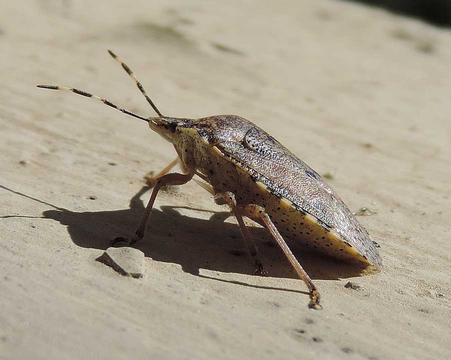 Pentatomide: Rhaphigaster nebulosa del Piemonte (NO)