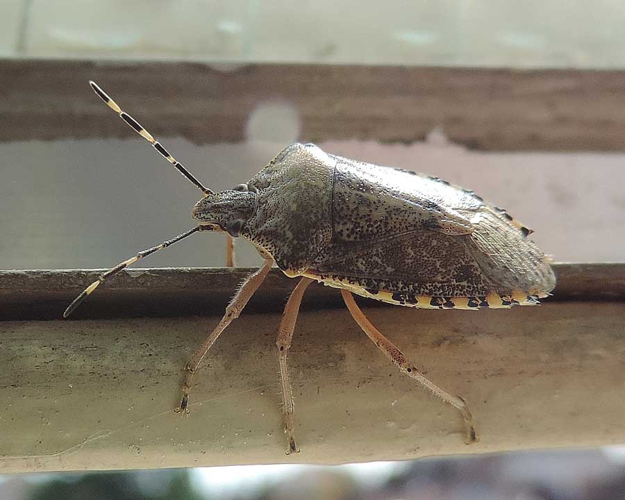 Pentatomide: Rhaphigaster nebulosa del Piemonte (NO)