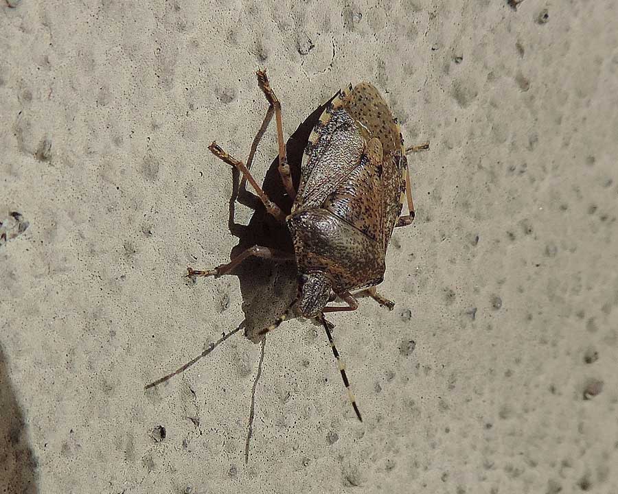 Pentatomide: Rhaphigaster nebulosa del Piemonte (NO)