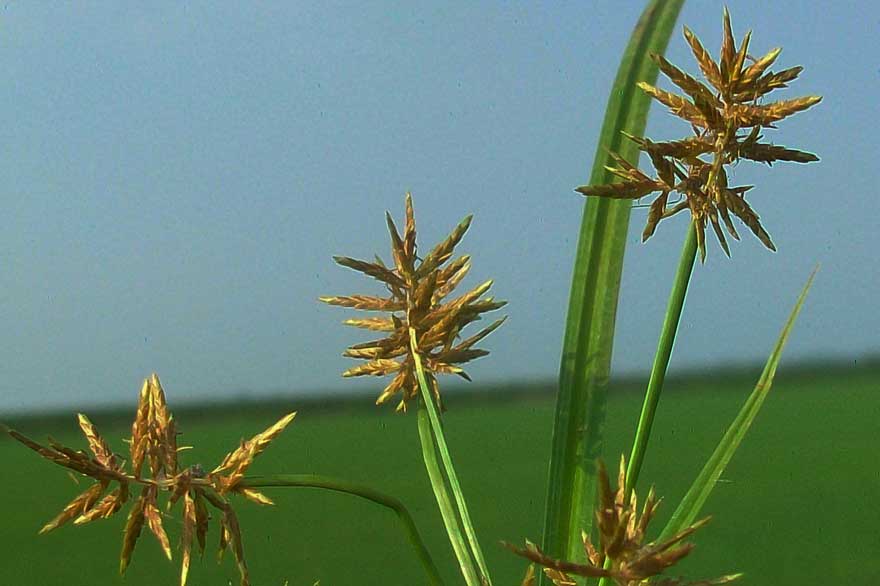 Cyperus esculentus?