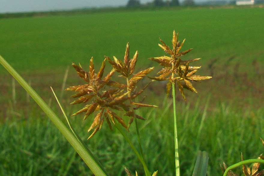 Cyperus esculentus?