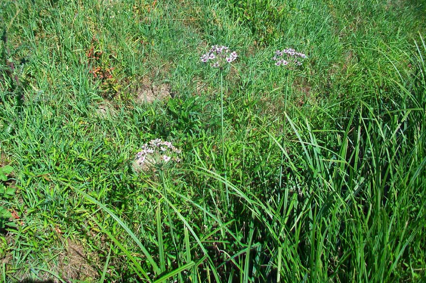 Butomus umbellatus / Giunco fiorito