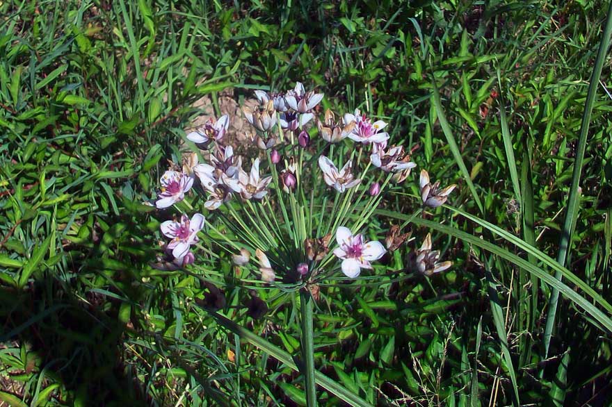 Butomus umbellatus / Giunco fiorito