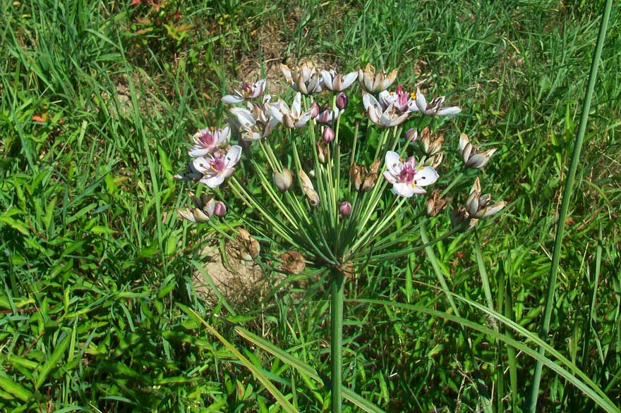 Butomus umbellatus / Giunco fiorito