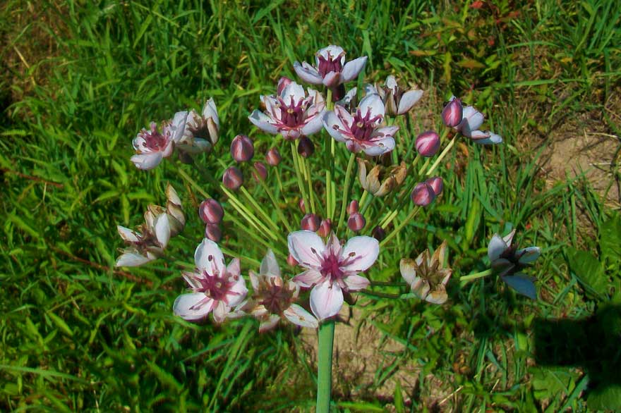 Butomus umbellatus / Giunco fiorito