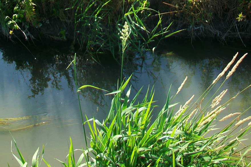 Typhoides arundinacea