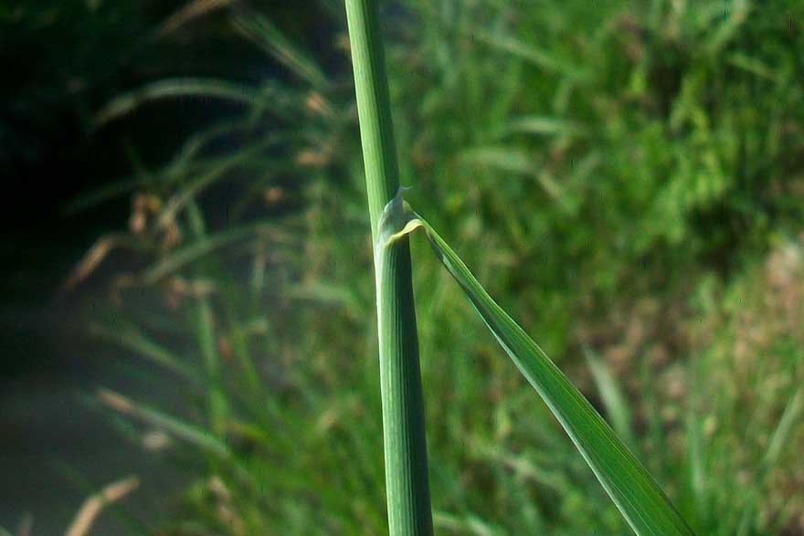 Typhoides arundinacea