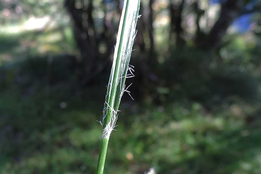 Luzula nivea