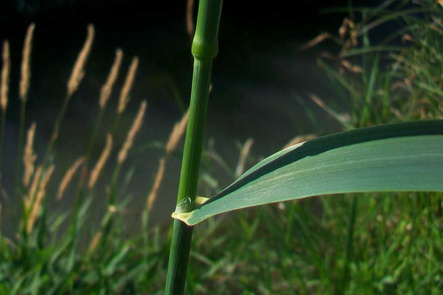Typhoides arundinacea