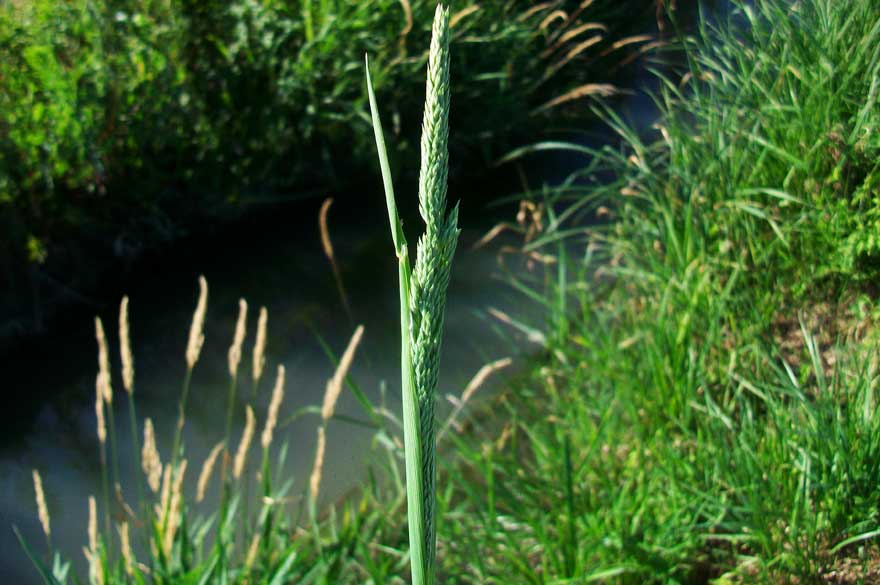 Typhoides arundinacea