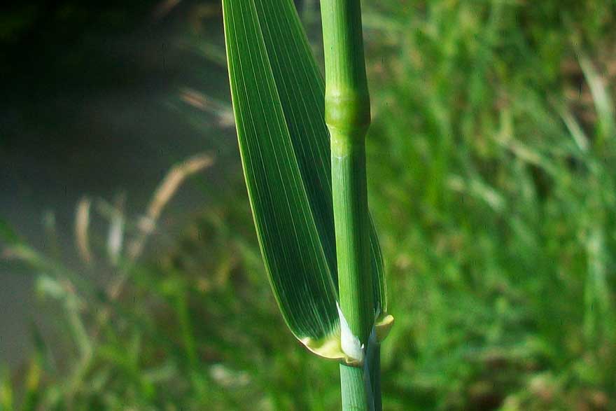 Typhoides arundinacea