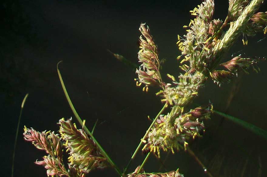 Typhoides arundinacea