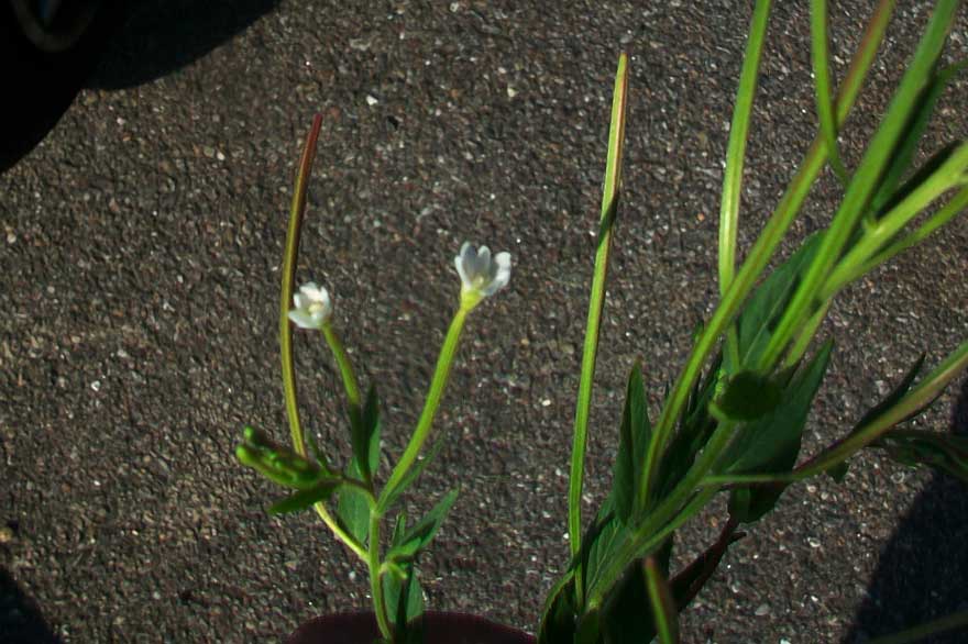 Epilobium?