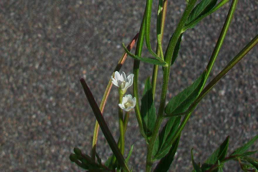 Epilobium?