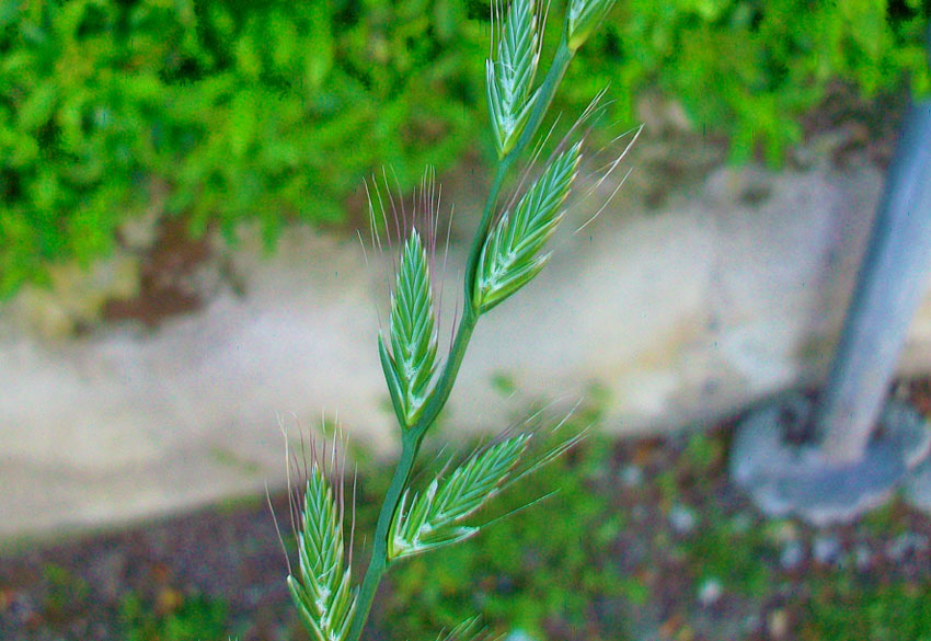 Lolium multiflorum / Loglio maggiore