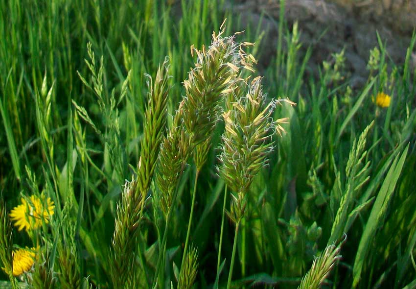 Anthoxanthum odoratum
