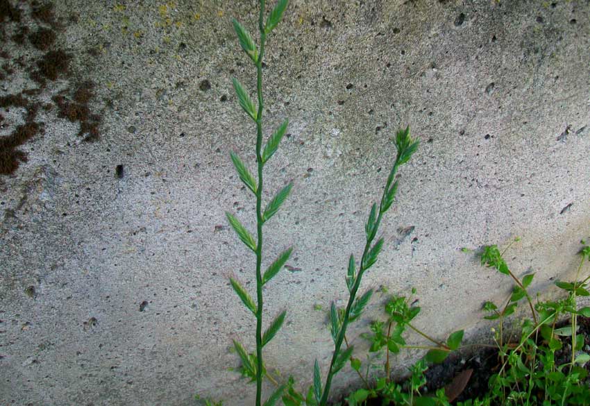 Lolium multiflorum / Loglio maggiore