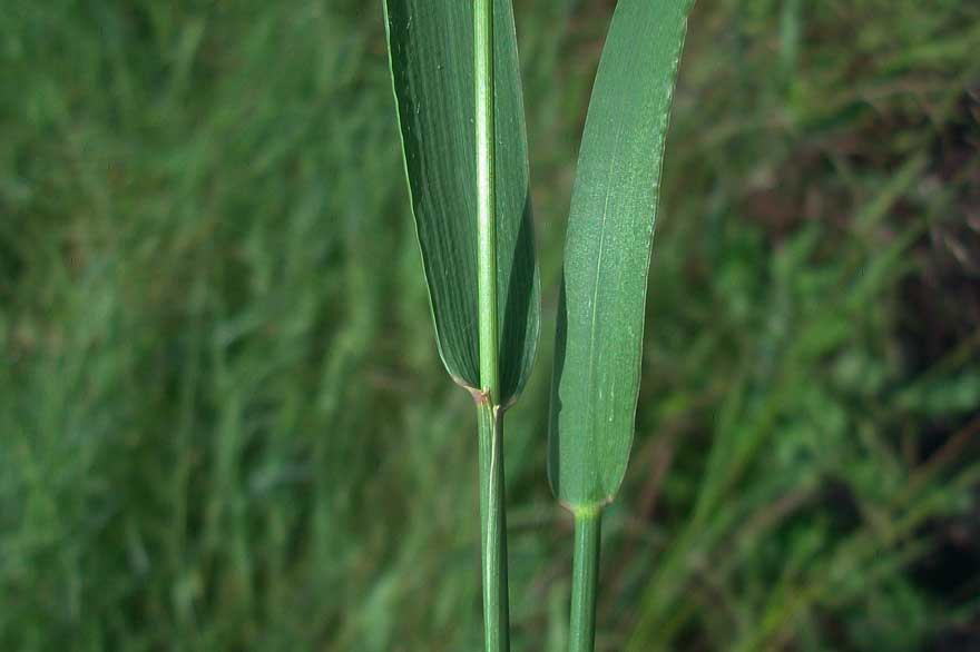 Erbacea da identificare